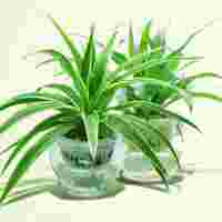 坤石園林植物租賃品質(zhì)，十年專業(yè)，暢銷全球的上海綠植租賃信賴選